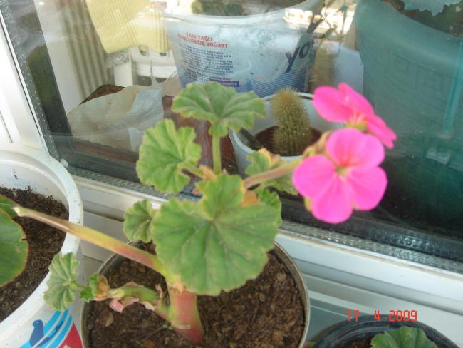 Name:  DSC03373.jpg
Views: 1840
Size:  45.9 KB