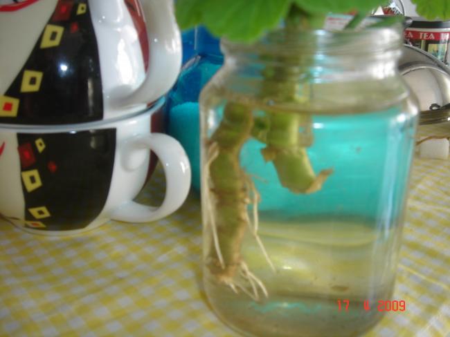 Name:  DSC03375.jpg
Views: 1825
Size:  32.1 KB