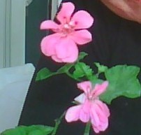Name:  sardunya.jpg
Views: 1807
Size:  20.0 KB