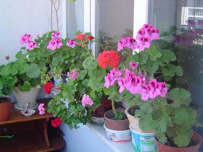 Name:  DSC00112.jpg
Views: 3492
Size:  51.1 KB