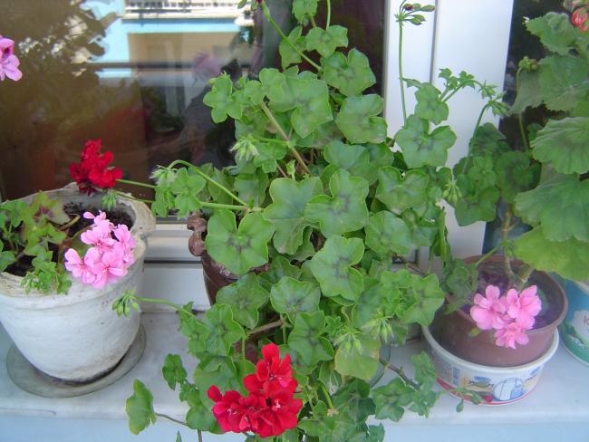 Name:  DSC00113.jpg
Views: 3701
Size:  53.7 KB