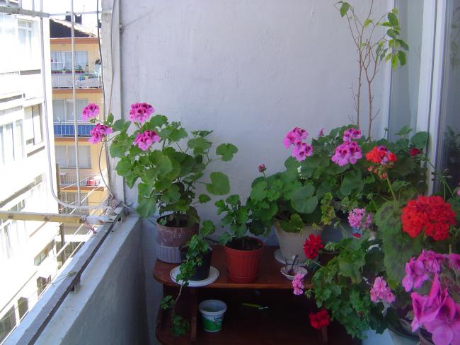 Name:  DSC00114.jpg
Views: 3926
Size:  48.2 KB