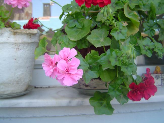 Name:  DSC00115.jpg
Views: 3384
Size:  42.2 KB