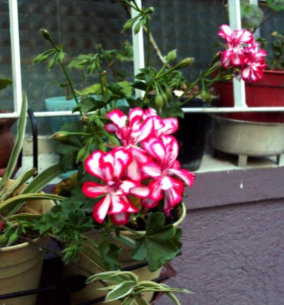 Name:  sar6.jpg
Views: 2360
Size:  53.7 KB