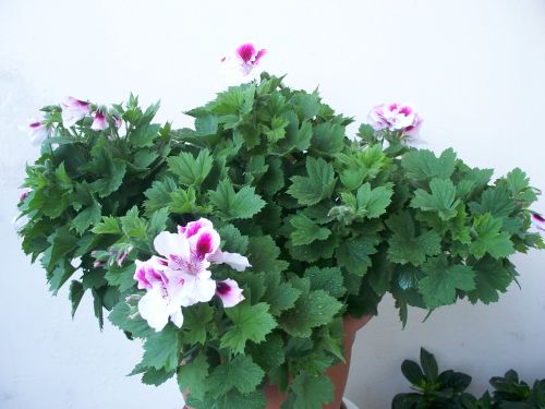 Name:  omrsardunya1.jpg
Views: 3178
Size:  50.8 KB