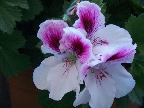 Name:  omrsardunya2.jpg
Views: 3112
Size:  43.1 KB