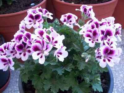 Name:  omrsardunya3.jpg
Views: 3133
Size:  53.6 KB