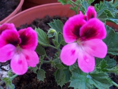 Name:  omrsardunya6.jpg
Views: 3081
Size:  41.9 KB