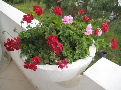 Name:  IMG_0403.jpg
Views: 3095
Size:  41.1 KB