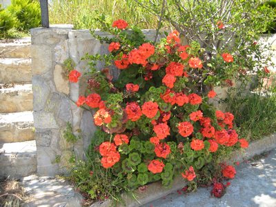 Name:  IMG_0326.jpg
Views: 3080
Size:  59.4 KB