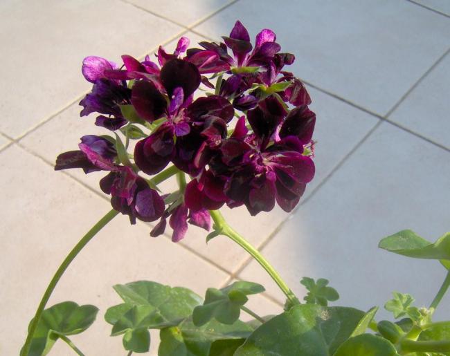 Name:  sakz sardunya.jpg
Views: 11620
Size:  42.0 KB