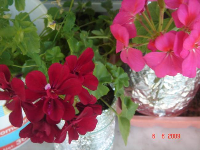 Name:  DSC04159.jpg
Views: 2100
Size:  40.1 KB