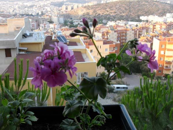 Name:  Pembe sakiz.jpg
Views: 2365
Size:  48.9 KB
