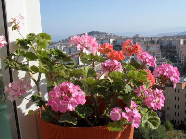 Name:  SDC10010.jpg
Views: 2649
Size:  45.5 KB