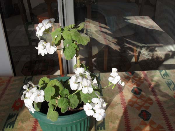 Name:  SDC10012.JPG
Views: 2245
Size:  65.5 KB