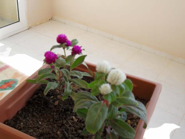 Name: SDC10015.JPG
Views: 2315
Size: 49.7 KB