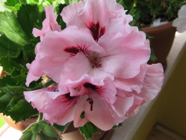 Name:  sardunya.jpg
Views: 4966
Size:  37.2 KB