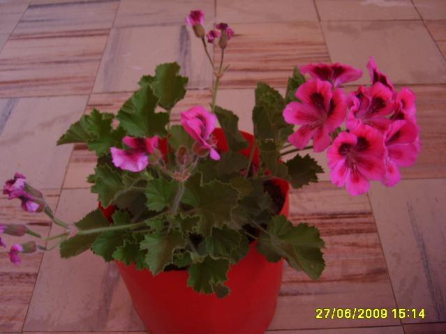 Name:  S6000851.jpg
Views: 2878
Size:  34.7 KB