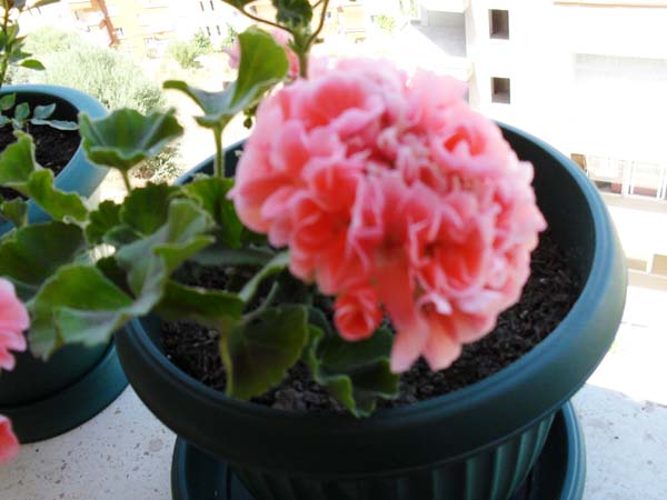 Name:  SDC10042.JPG
Views: 2940
Size:  59.4 KB