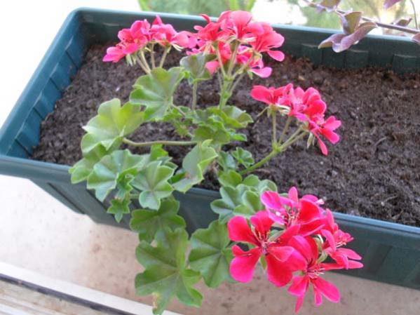 Name:  SDC10046.jpg
Views: 2803
Size:  45.2 KB
