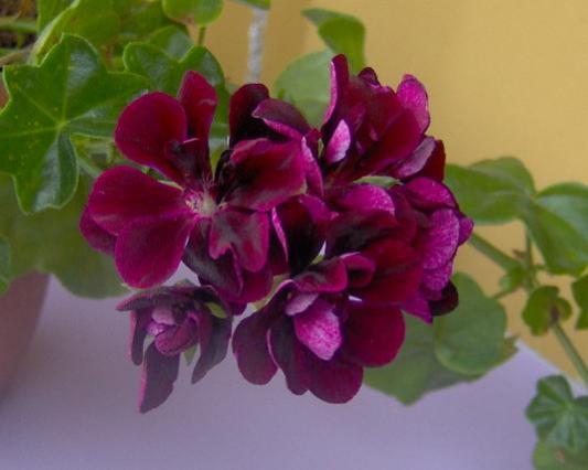 Name:  bordo.jpg
Views: 3294
Size:  24.8 KB