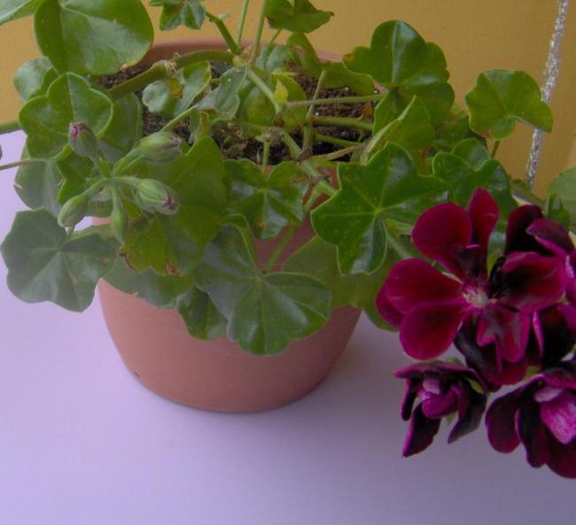 Name:  bordo1.jpg
Views: 2566
Size:  38.8 KB