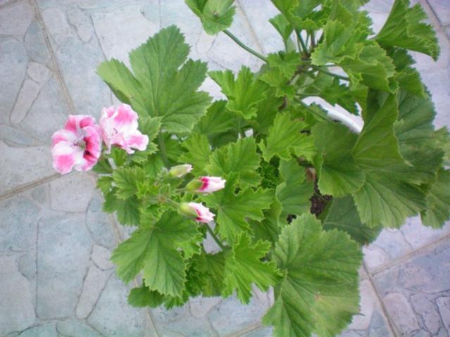 Name:  sard..jpg
Views: 2964
Size:  45.9 KB