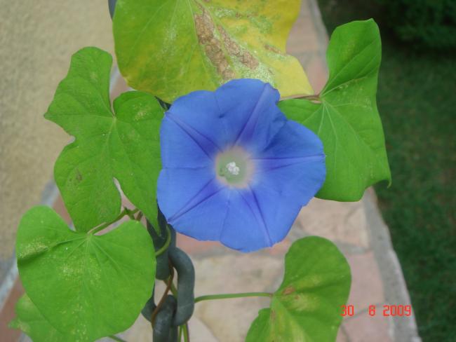 Name:  DSC07314.jpg
Views: 1129
Size:  31.4 KB