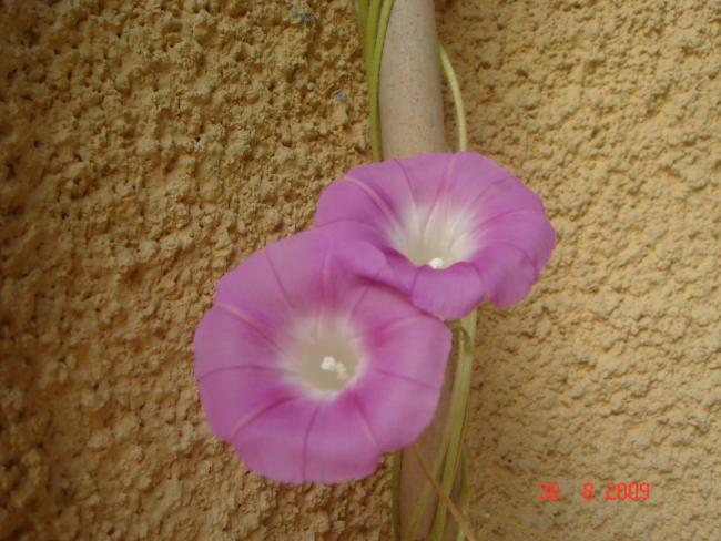 Name:  DSC07301.jpg
Views: 1086
Size:  48.6 KB