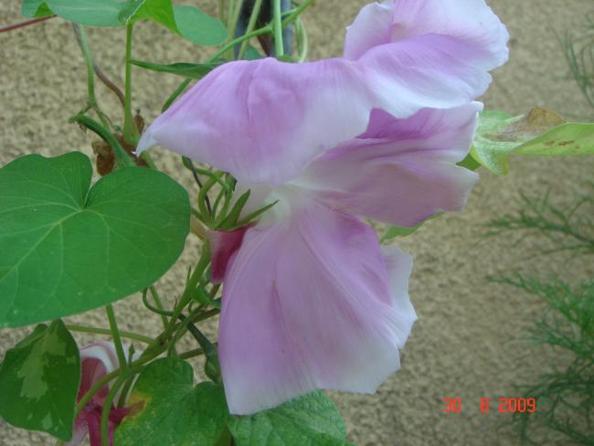 Name:  DSC07369.jpg
Views: 1108
Size:  37.2 KB