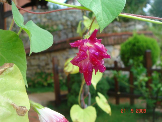 Name:  DSC07474.jpg
Views: 1140
Size:  39.9 KB