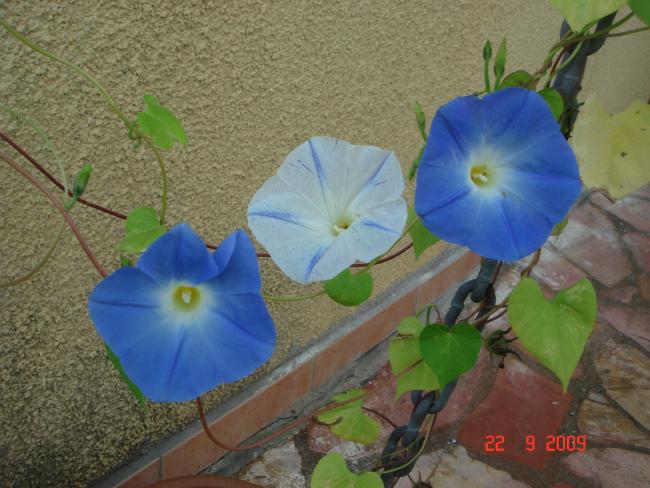 Name:  DSC07535.jpg
Views: 1135
Size:  51.1 KB