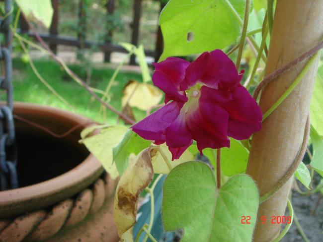 Name:  DSC07541.jpg
Views: 1130
Size:  39.3 KB