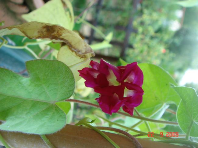 Name:  DSC07514.jpg
Views: 1136
Size:  37.8 KB
