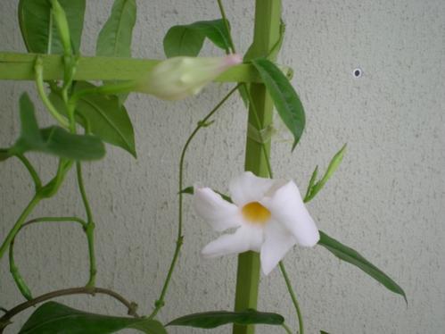 Name:  beyazDSCN7822_tn.jpg
Views: 7877
Size:  24.1 KB