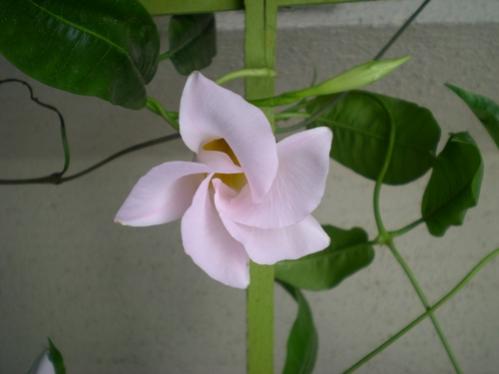 Name:  beyazDSCN7873_tn.jpg
Views: 7575
Size:  17.3 KB