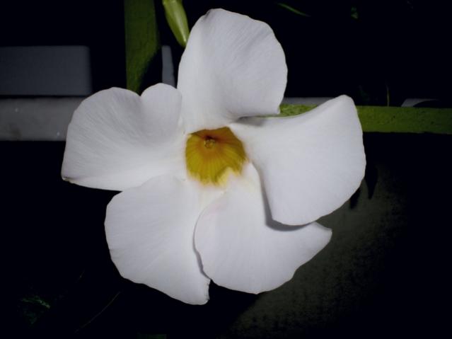 Name:  nikonDSCN7905_tn.jpg
Views: 7583
Size:  17.4 KB