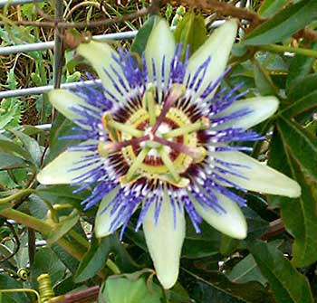 Name:  pasiflora-cerula.jpg
Views: 5006
Size:  26.0 KB
