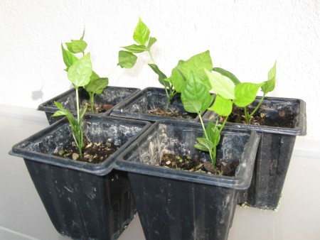 Name:  Resim 023 (450 x 338).jpg
Views: 1101
Size:  47.9 KB