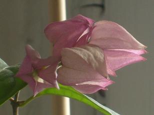 Name:  13.11.2009.JPG
Views: 1483
Size:  42.0 KB