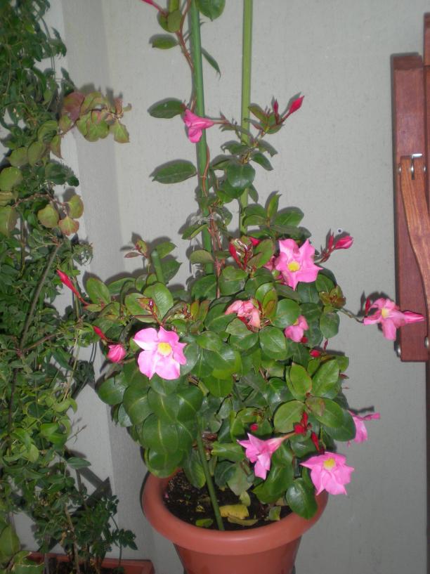 Name:  03ff.jpg
Views: 9848
Size:  71.5 KB