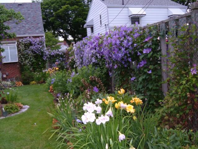 Name:  clematis.jpg
Views: 2509
Size:  69.9 KB