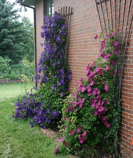 Name:  clematis1.jpg
Views: 28481
Size:  69.8 KB