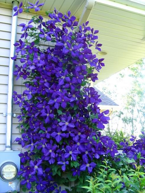 Name:  clematis2.jpg
Views: 7054
Size:  71.0 KB