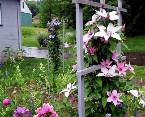 Name:  clematis3.jpg
Views: 1541
Size:  70.9 KB