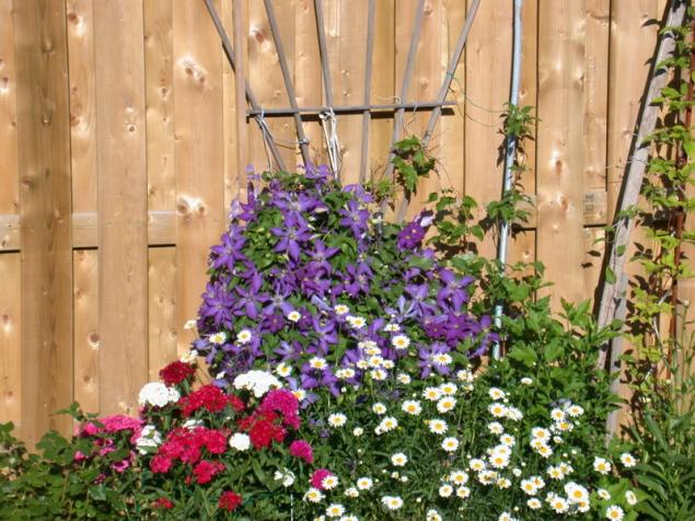 Name:  clematis4.jpg
Views: 1655
Size:  70.9 KB