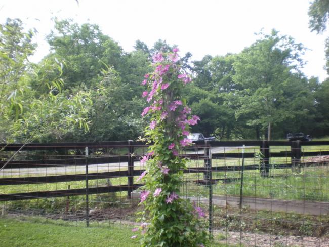 Name:  clematis6.jpg
Views: 1364
Size:  63.9 KB