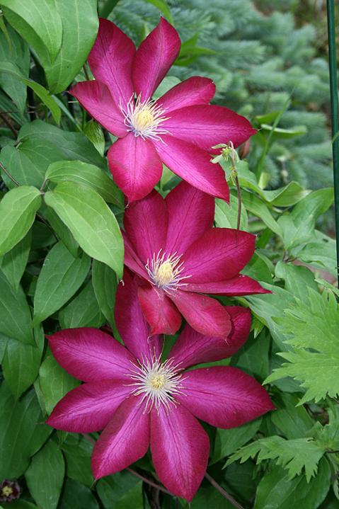 Name:  clematis8.jpg
Views: 1478
Size:  61.8 KB