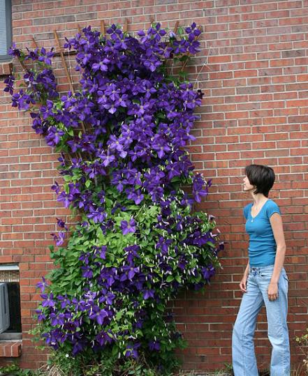 Name:  clematis12.jpg
Views: 1754
Size:  69.3 KB