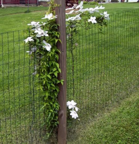 Name:  clematis13.jpg
Views: 1404
Size:  69.4 KB